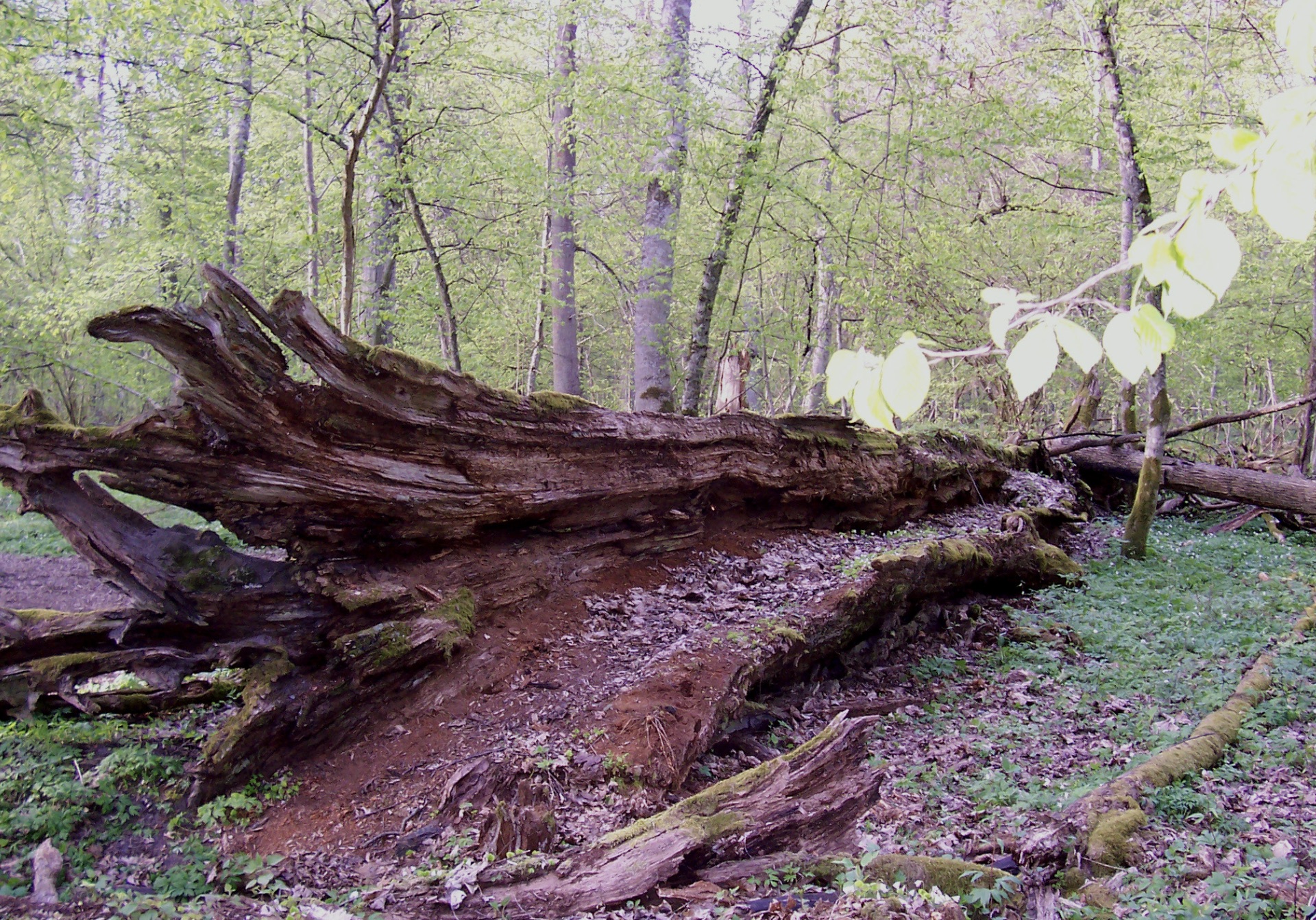 Part of primeval forest with a dead 450-year-old oak 